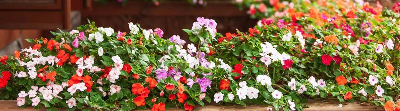 Kwiaty do ciemnych miejsc