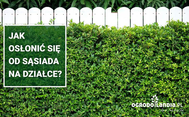 Prawo do własności