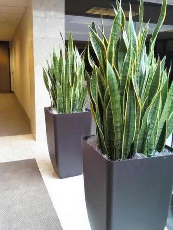 Rośliny cieniolubne