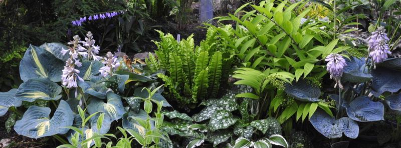 Rośliny do przedpokoju