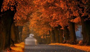 Odkryj Idealny Projekt na Jesienną Zadumę w Twoim Domu dla Całej Rodziny