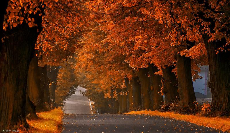 Odkryj Idealny Projekt na Jesienną Zadumę w Twoim Domu dla Całej Rodziny