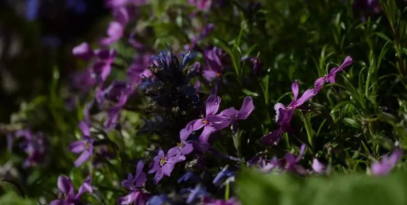 Rośliny idealne do przedpokoju: wybierz kwiaty, które przetrwają w cieniu