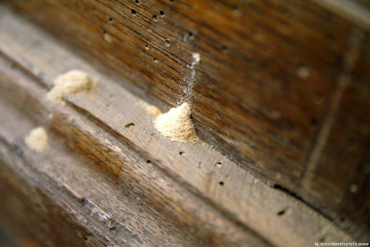 Identyfikacja szkodników w drewnie