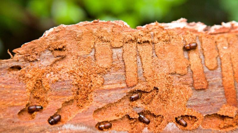 Metody i techniki zapobiegania infestacji