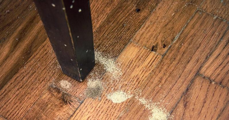 Rozpoznawanie objawów korników w domu